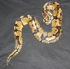Ball Python