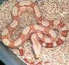'06 Sharp Albino female