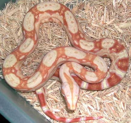 '06 Sharp Albino female