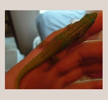 gold dust male (same animal in other pic)