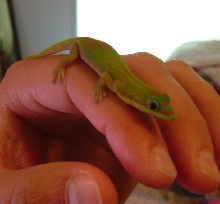 gold dust male?