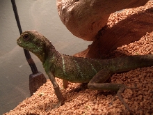 Drake on the small tank