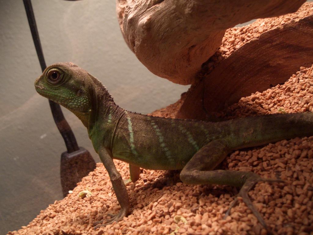 Drake on the small tank