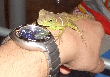 Drake clinging on to my hand