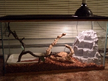 Drake in his new big tank