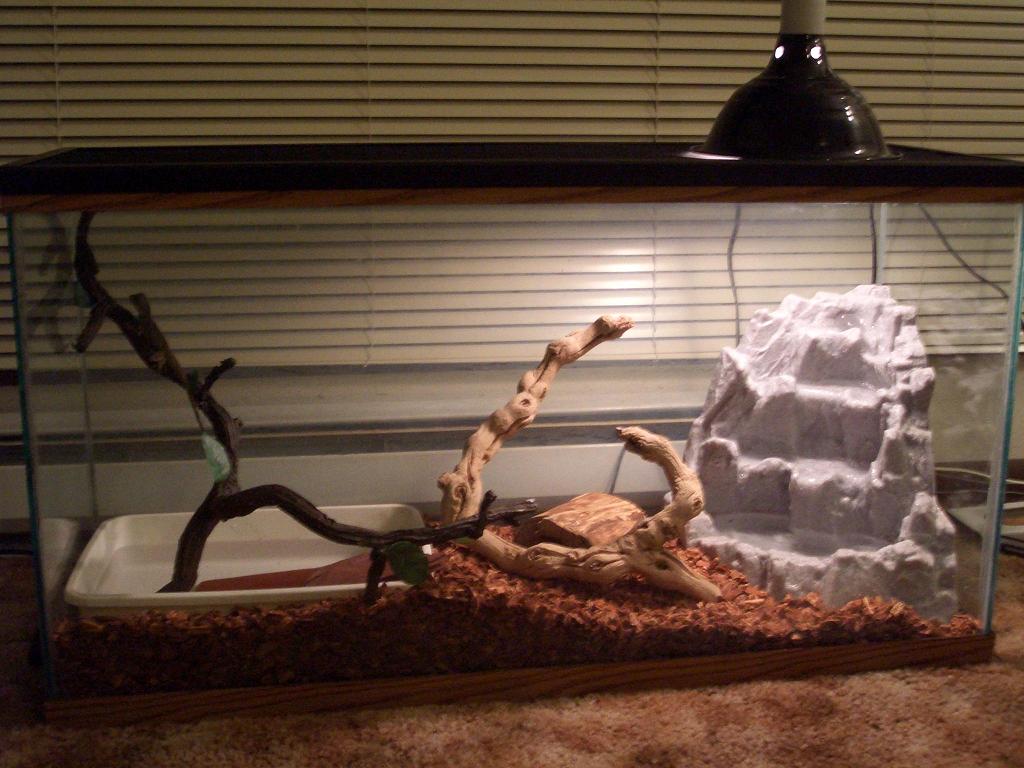 Drake in his new big tank