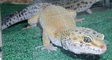 leopard gecko