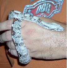 Columbian Red tail boa