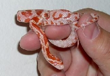 albino Corn