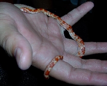 corn snake