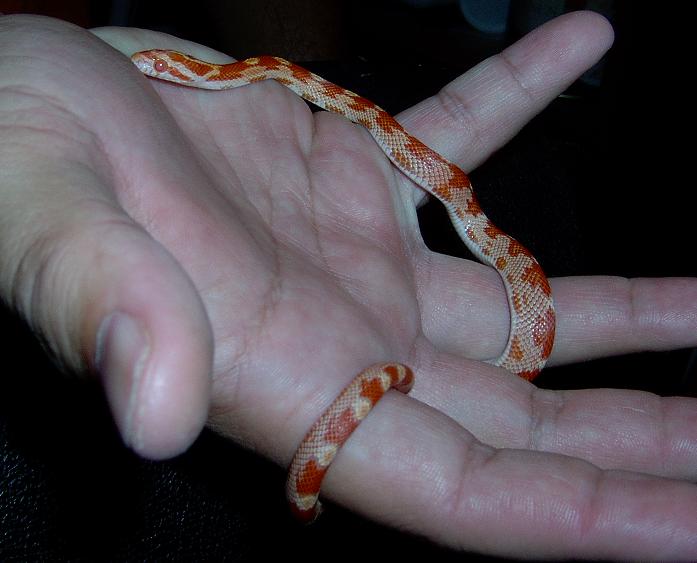 corn snake