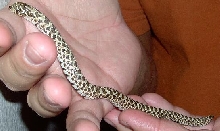 western hog nose