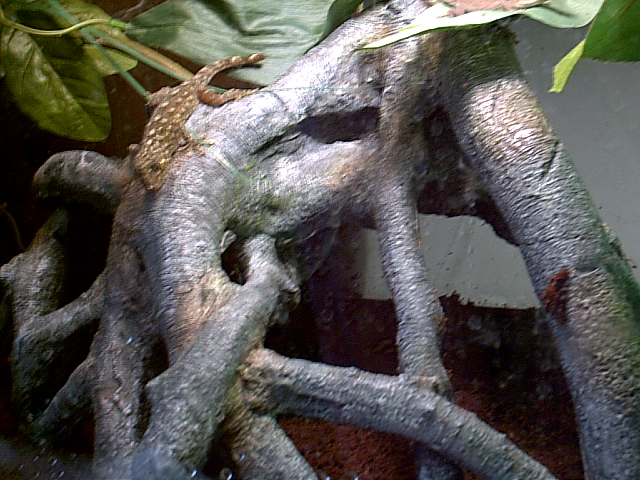 my marbled gecko
