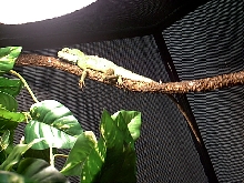 kermit my water dragon