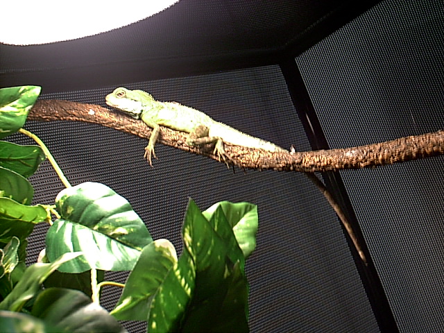 kermit my water dragon