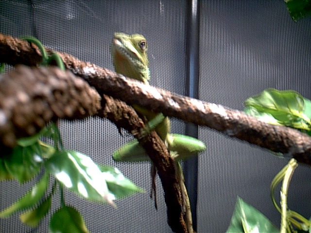 my girl water dragon