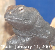 Mali