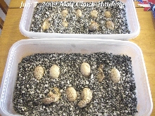 2009 Mali Clutch Hatching