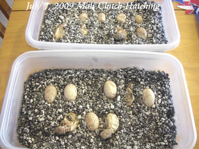2009 Mali Clutch Hatching
