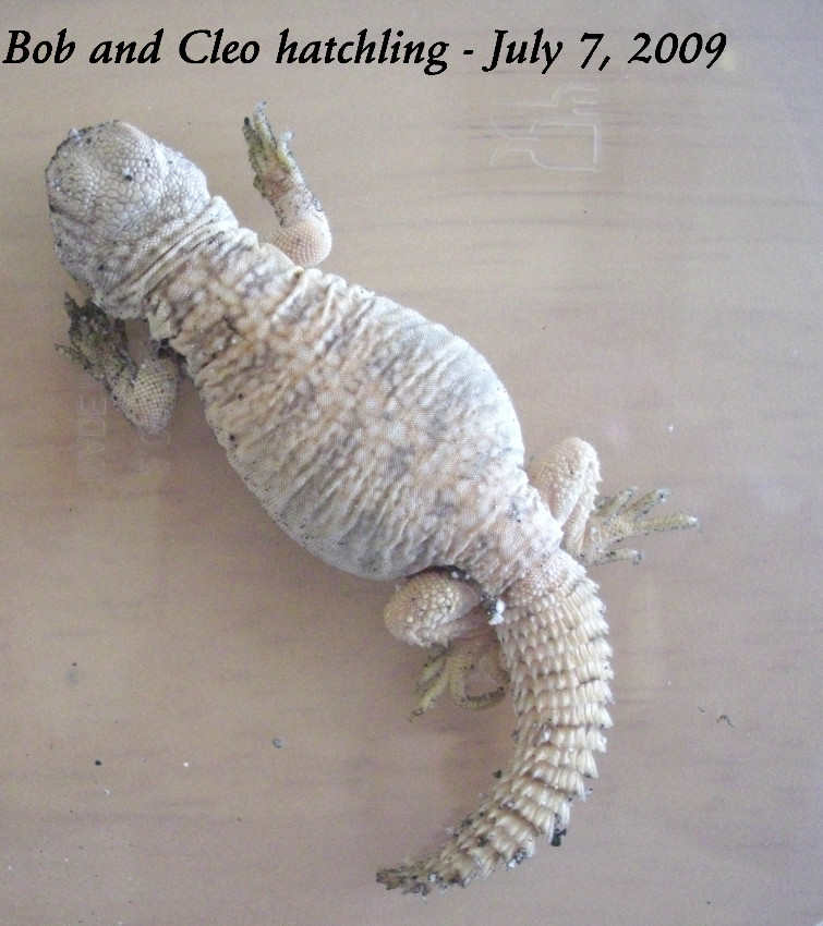 2009 Hatchling B