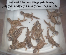 16 Mali Hatchlings