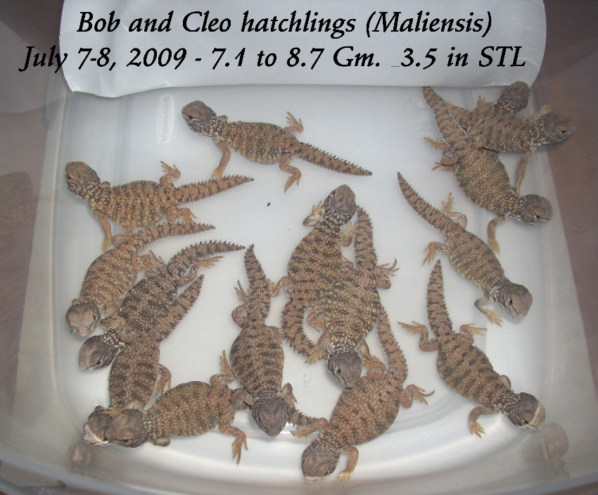 16 Mali Hatchlings