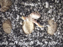 Mali Hatchling A