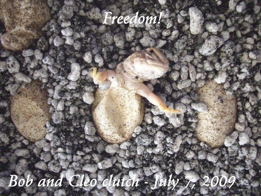 Mali Hatchling A