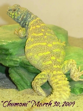 Ornate male