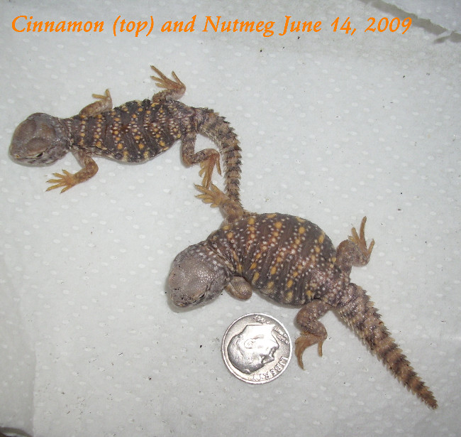 "Cinnamon and Nutmeg"