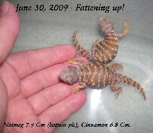 Red Geyri Hatchlings