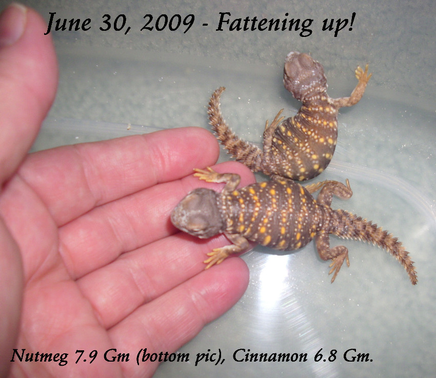 Red Geyri Hatchlings
