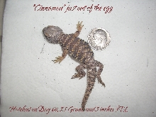 Cinnamon on day of hatching
