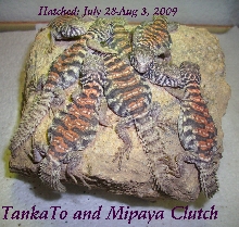Ornate Hatchlings 2009 Clutch#2 on rock