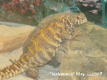 Ornate female