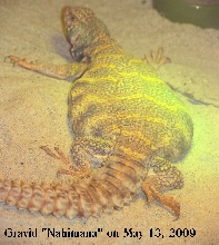 Gravid Ornate