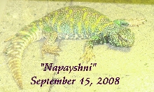 Ornate male