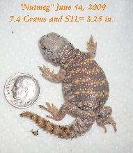 "Nutmeg" out of egg 14June2009