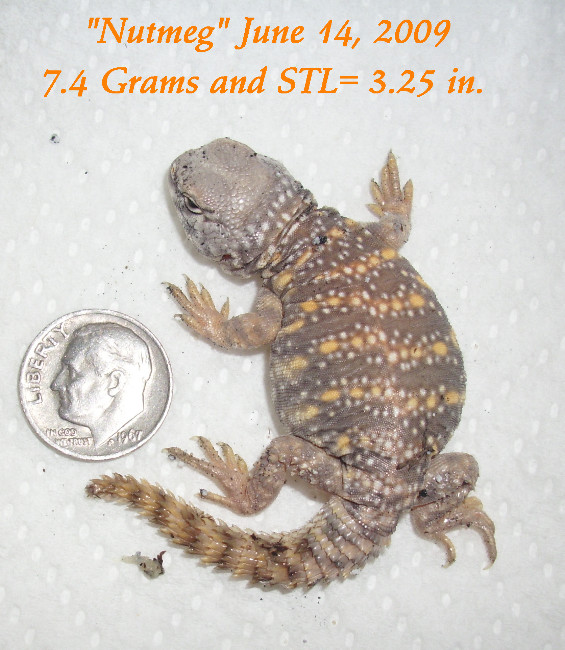 "Nutmeg" out of egg 14June2009