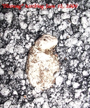 "Nutmeg" hatching
