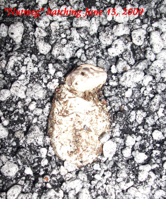 "Nutmeg" hatching