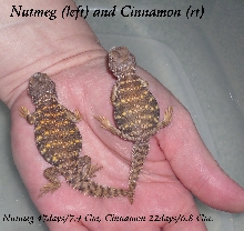Geyri Hatchlings