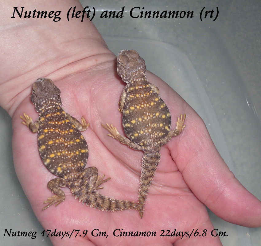 Geyri Hatchlings