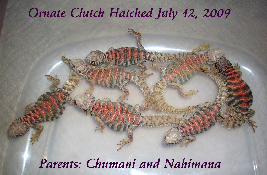 Ornate Hatchlings