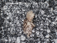 Cinnamon Hatching