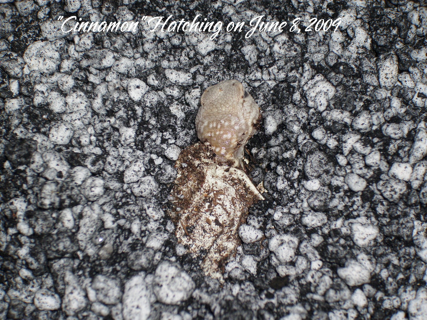 Cinnamon Hatching