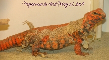 Red Male Geyri