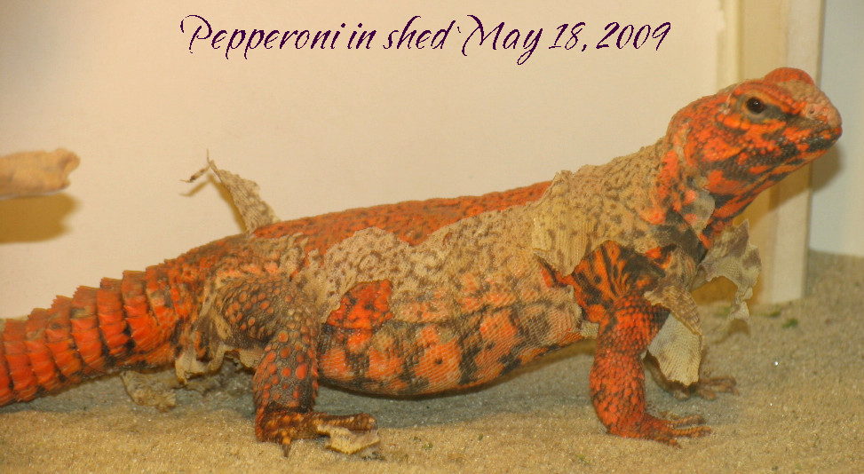 Red Male Geyri