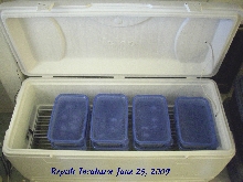 Reptile Incubator (open)