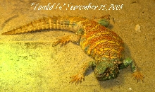 "TankaTo" Ornate male